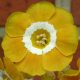 x auricula Gleam-0