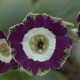 x auricula ' Helen Barter '-0
