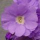 x pubescens ' Hyacinth '-0