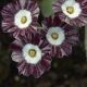 x auricula ' Königin der Nacht '-0