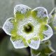 x auricula Limone-0