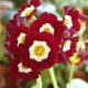x auricula Old Clove Red-0