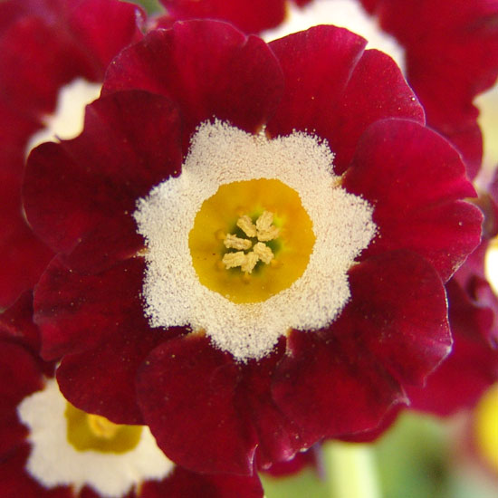 x auricula Old Clove Red-1672