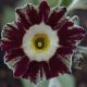 x auricula ' Pinstripe '-0