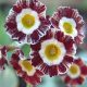 x auricula ' Red and White Stripe '-0