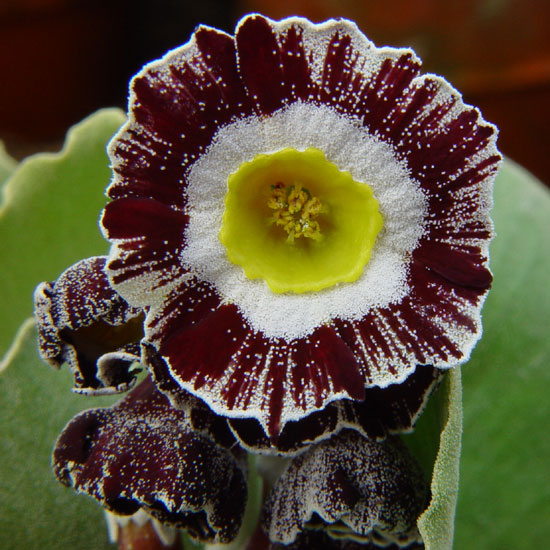 x auricula ' Red and White Stripe '-1430