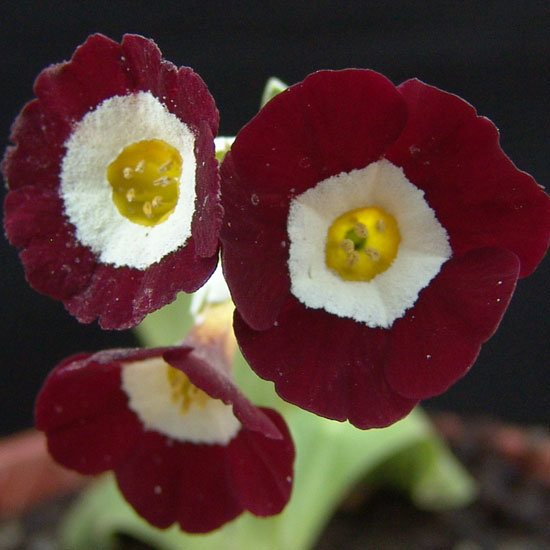 x auricula Red Seedling-1050
