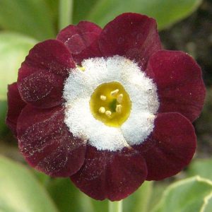x auricula Red Seedling-0