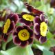 x auricula ' Sandhills '-0