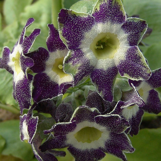 x auricula Star Flower-0
