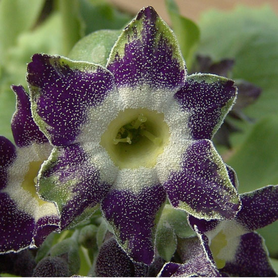 x auricula Star Flower-1161