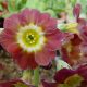 x auricula The General-0
