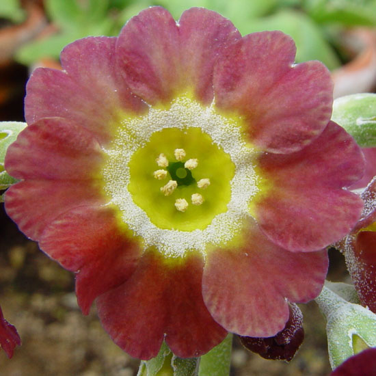 x auricula The General-1706