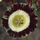 x auricula ' Three Way Stripe '-0