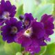 x pubescens ' Twilight '-0