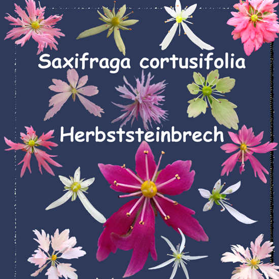 Cortusifolia-Angebot-0