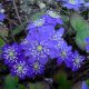 nobilis var. nobilis Blaue Elfe JP-0