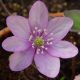 nobilis var. nobilis f. oelandicum Oeland s Rosa JP -0