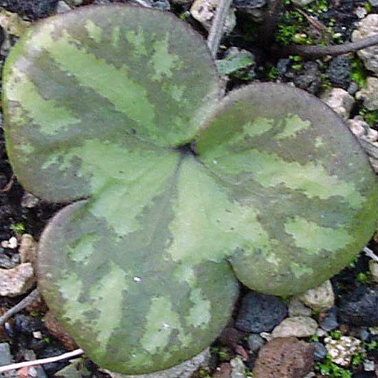 nobilis var. obtusa f. marmorata-0