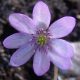 transsilvanica Holzdorfer Rosa JP-0