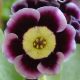 x auricula ' June '-0
