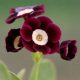x auricula ' Pauline '-0