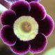 x auricula ' Pequod '-0