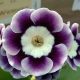x auricula ' Victoria de Wemyss '-0