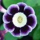 x auricula ' Walton '-0