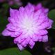 nobilis var. japonica Rinsen (Pink)-0
