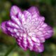 Hepatica nobilis var. japonica Taeka