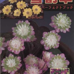 Buch Hepatica-Leberblümchen-Japanisch-Vol. 1-0