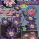 Buch Hepatica-Leberblümchen-Japanisch-Vol. 4-0