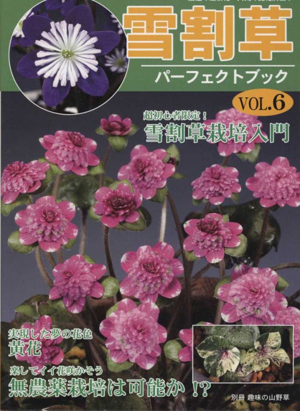 Buch Hepatica-Leberblümchen-Japanisch-Vol. 6-0