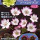 Buch Hepatica-Leberblümchen-Japanisch-Vol. 7-0
