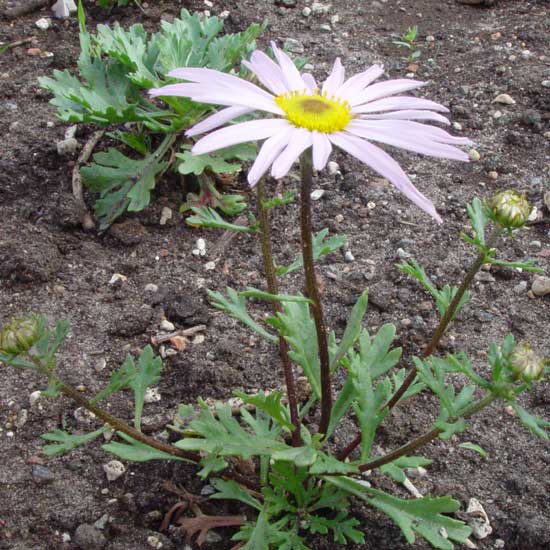 weyrichii (Chrysanthemum)-5175