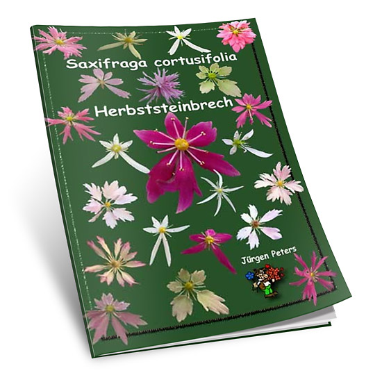 Saxifraga Cortusifolia-0