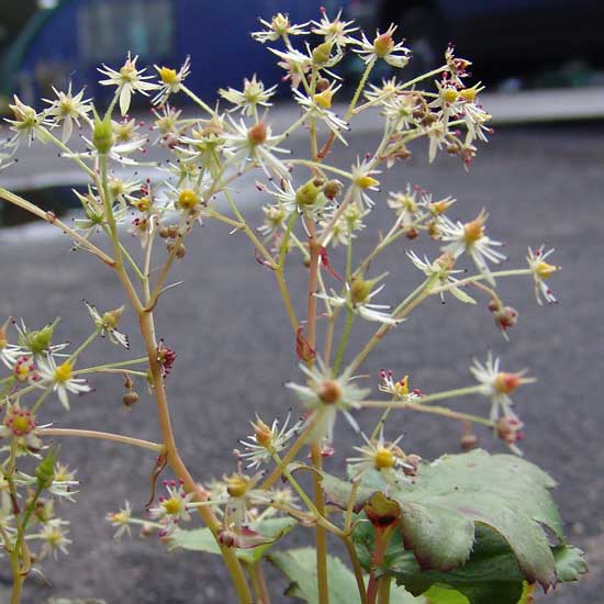 Cortusifolia Alari JP-0