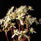 Cortusifolia Helga Hufflepuff JP-0