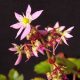 Cortusifolia Pomona Sprout JP-0