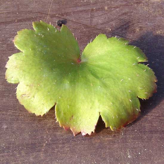 Cortusifolia Sibyll Trelawney JP-5649