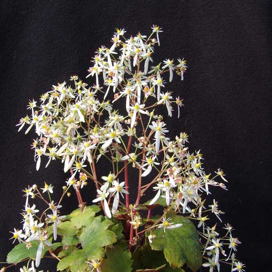 Cortusifolia Srika JP-0