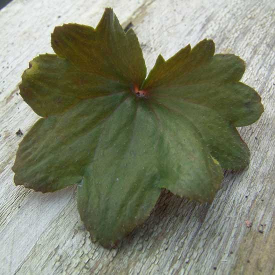 Cortusifolia Srika JP-5660