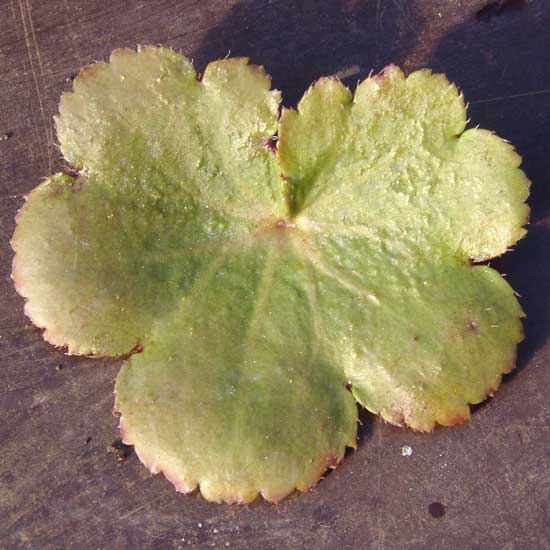 cortusifolia var. fortunei Adailoe JP-5403