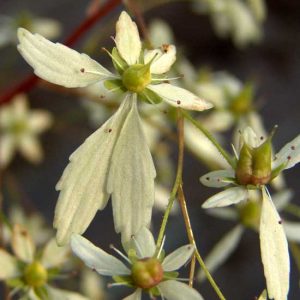 cortusifolia var. fortunei Ahillea JP-0