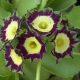 x auricula ' Bruder Lustig JP '-0