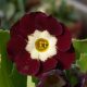 x auricula Das tapfere Schneiderlein JP-0