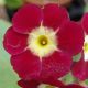 x auricula Der Gänsehirt JP-0