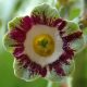 x auricula ' Die drei Federn JP '-0