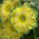 x auricula ' Die goldenen Haare des Teufels JP '-0